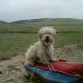 Hola soy Cooper y me encanta jugar, nadar y morder todo a mi paso..........